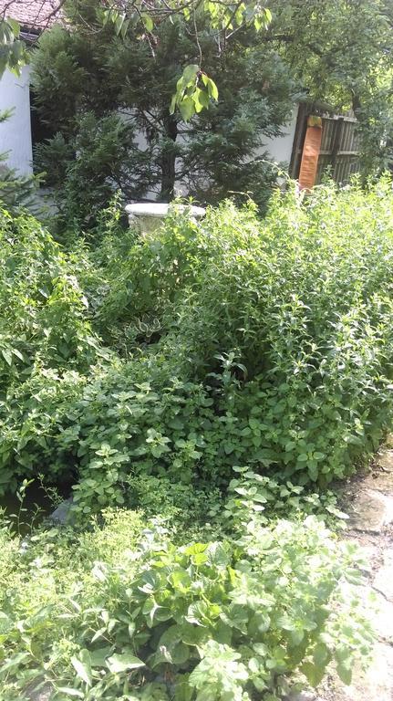 Medeno Srce Villa Палич Екстериор снимка